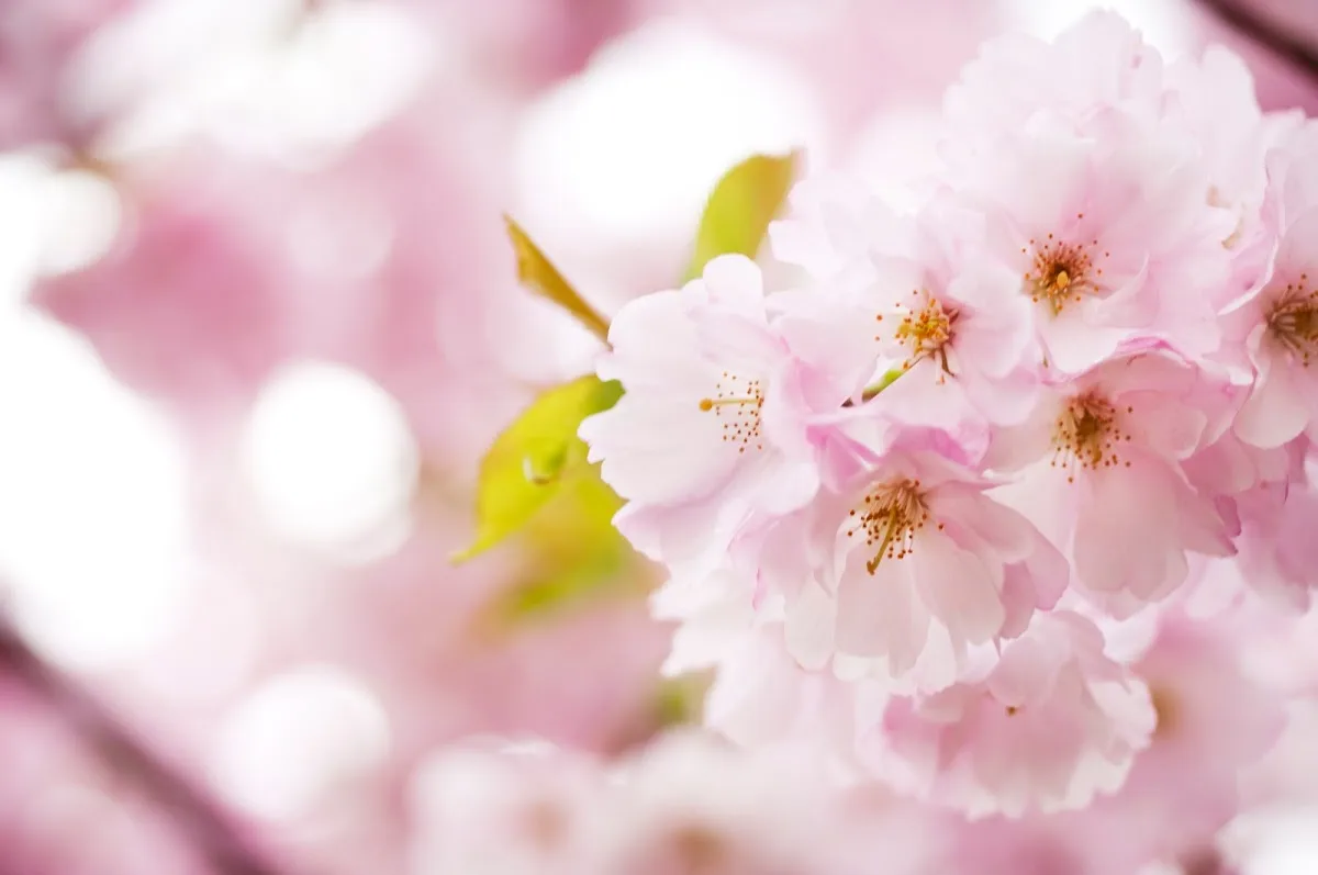 Nordic IVF Göteborg AB — photo 1