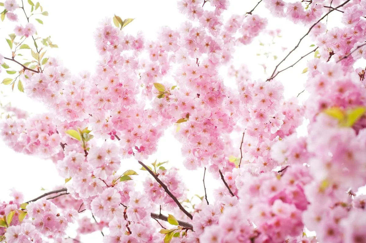 Nordic IVF Malmö — photo 1