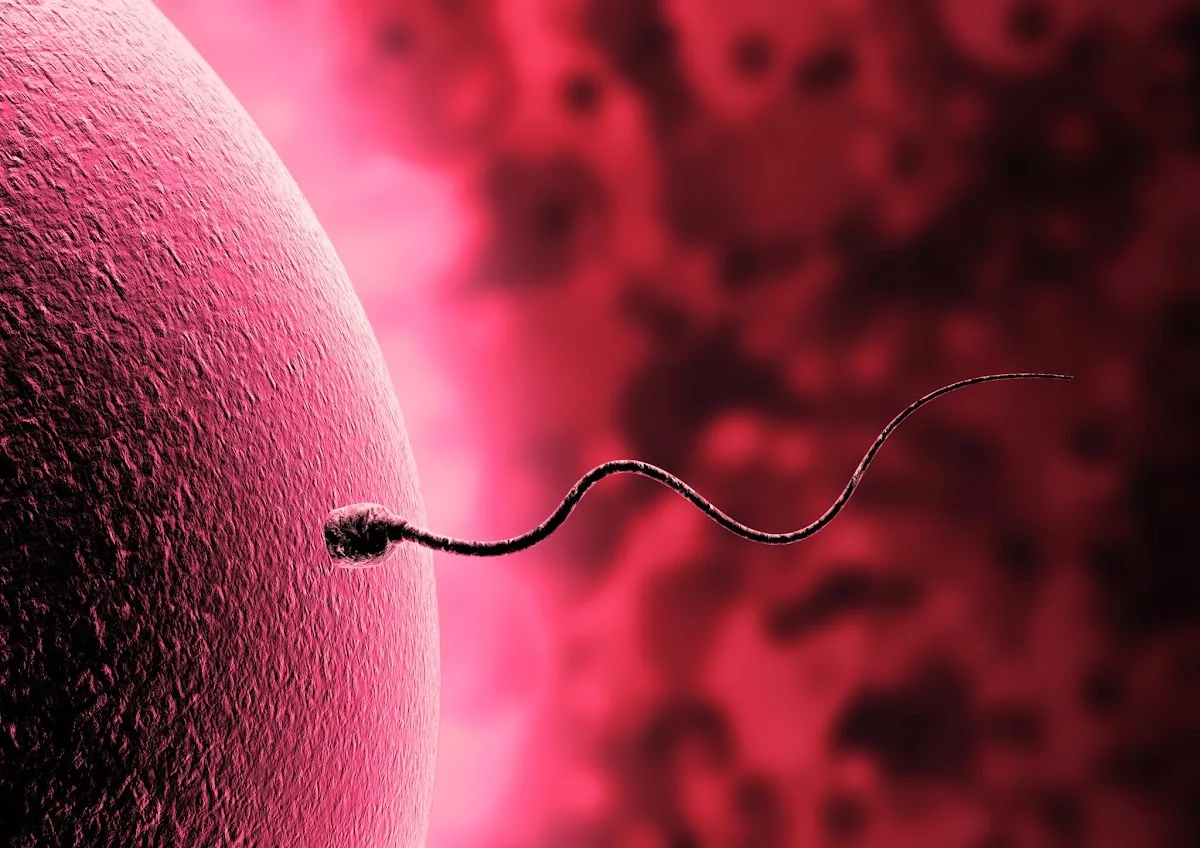 IMF Reproducción Asistida — photo 1