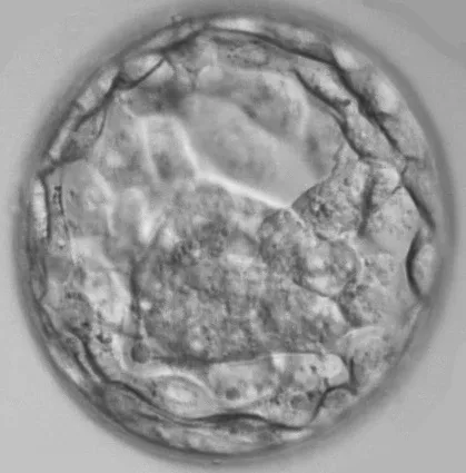 Leicester Fertility Centre — photo 4