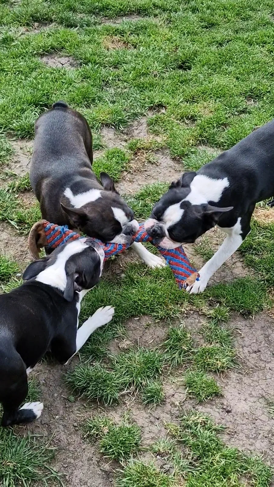 Pet-Ultrasound Scanning and Canine Fertility Clinic — photo 2