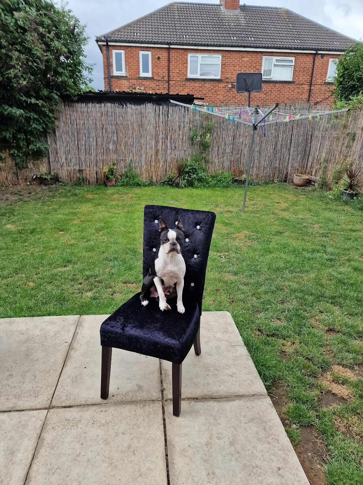 Pet-Ultrasound Scanning and Canine Fertility Clinic — photo 5