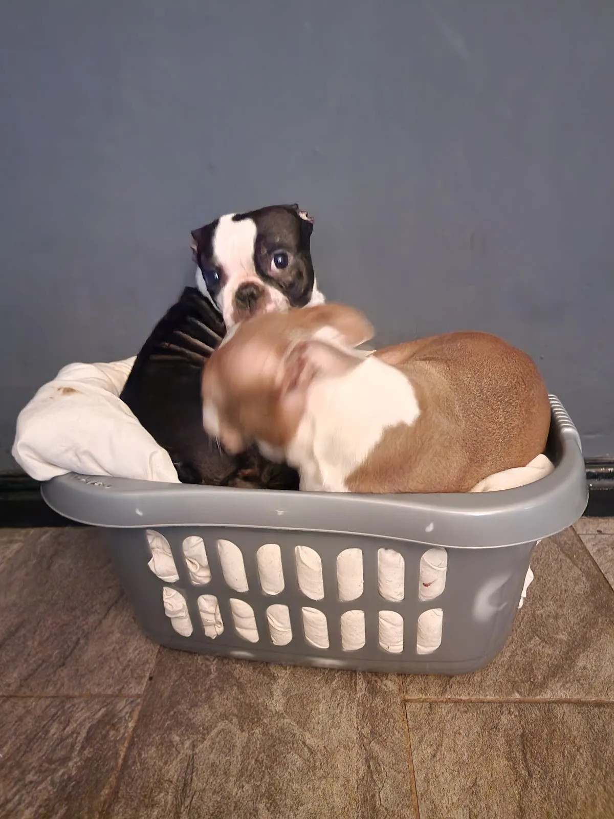 Pet-Ultrasound Scanning and Canine Fertility Clinic — photo 1